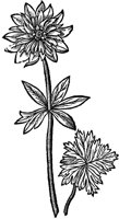 CGA50884.TIF