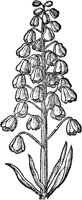 CGA50883.TIF