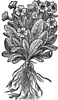 CGA50880.TIF