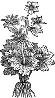 CGA50878.TIF