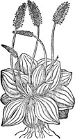 CGA50877.TIF
