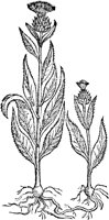 CGA50874.TIF