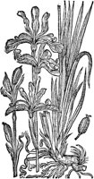 CGA50873.TIF