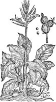 CGA50872.TIF