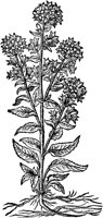 CGA50868.TIF
