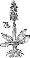 CGA50867.TIF