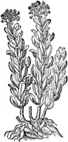 CGA50865.TIF
