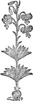 CGA50861.TIF