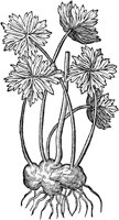 CGA50860.TIF