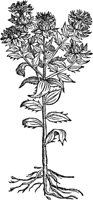 CGA50858.TIF