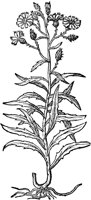 CGA50856.TIF