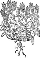 CGA50854.TIF