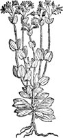 CGA50853.TIF