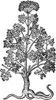 CGA50850.TIF