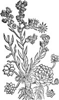 CGA50846.TIF
