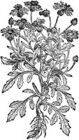 CGA50845.TIF