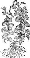 CGA50844.TIF