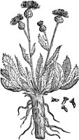CGA50843.TIF