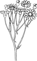 CGA50818.TIF