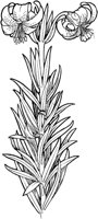 CGA50815.TIF