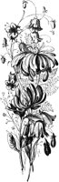 CGA50806.TIF