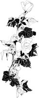 CGA50803.TIF