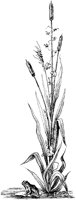 CGA50800.TIF