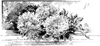 CGA50799.TIF