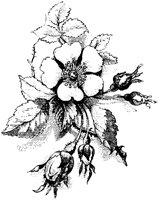 CGA50796.TIF