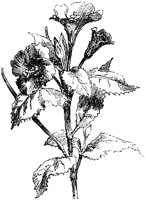 CGA50795.TIF