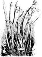 CGA50792.TIF
