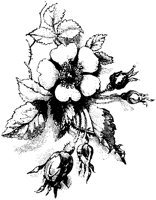 CGA50790.TIF