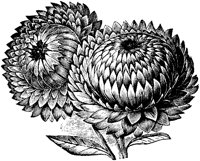 CGA50787.TIF