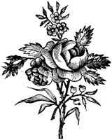 CGA50782.TIF