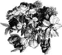 CGA50781.TIF