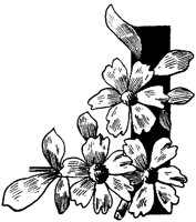CGA50774.TIF
