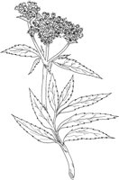 CGA50754.TIF