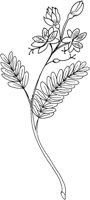 CGA50753.TIF