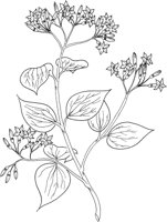 CGA50752.TIF