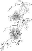 CGA50750.TIF