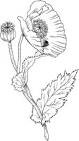 CGA50749.TIF