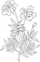 CGA50748.TIF