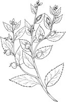 CGA50747.TIF