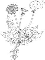 CGA50743.TIF