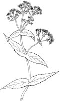 CGA50738.TIF
