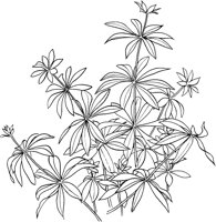 CGA50737.TIF