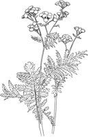 CGA50736.TIF