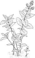 CGA50735.TIF