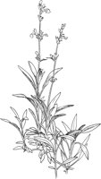 CGA50734.TIF