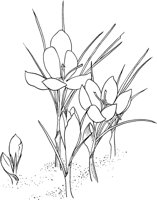 CGA50733.TIF